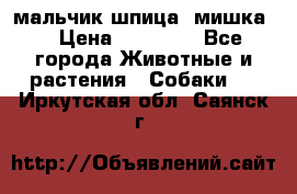 мальчик шпица (мишка) › Цена ­ 55 000 - Все города Животные и растения » Собаки   . Иркутская обл.,Саянск г.